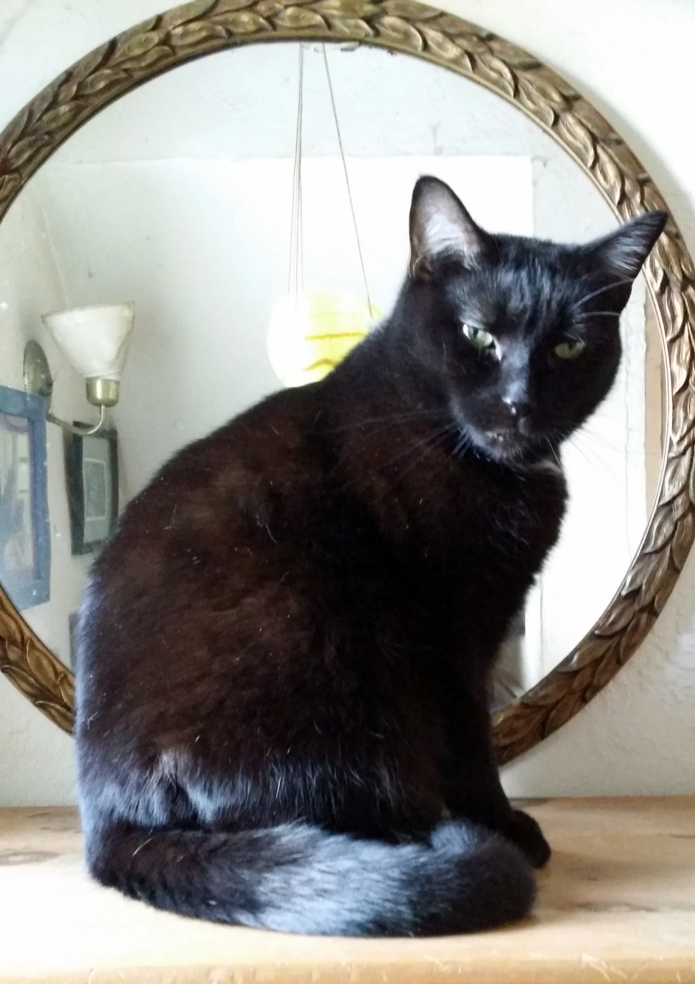 black cat in front of mirror