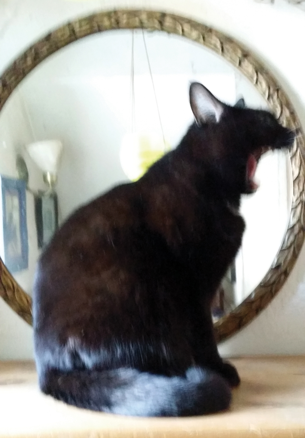 black cat yawning in front of mirror
