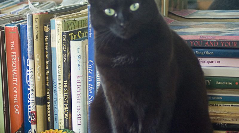Bella in the cat book library.