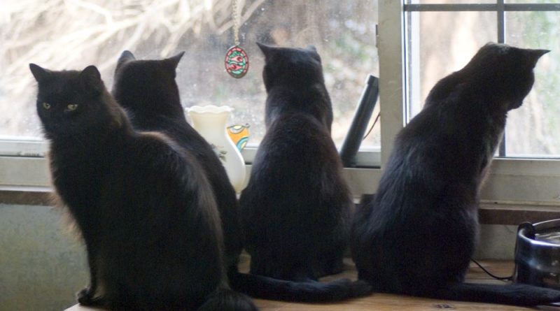 four black cats at window