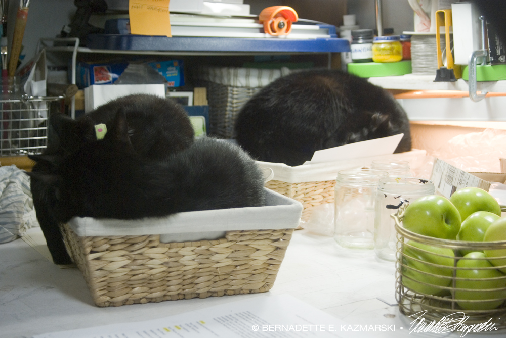 black cats in baskets