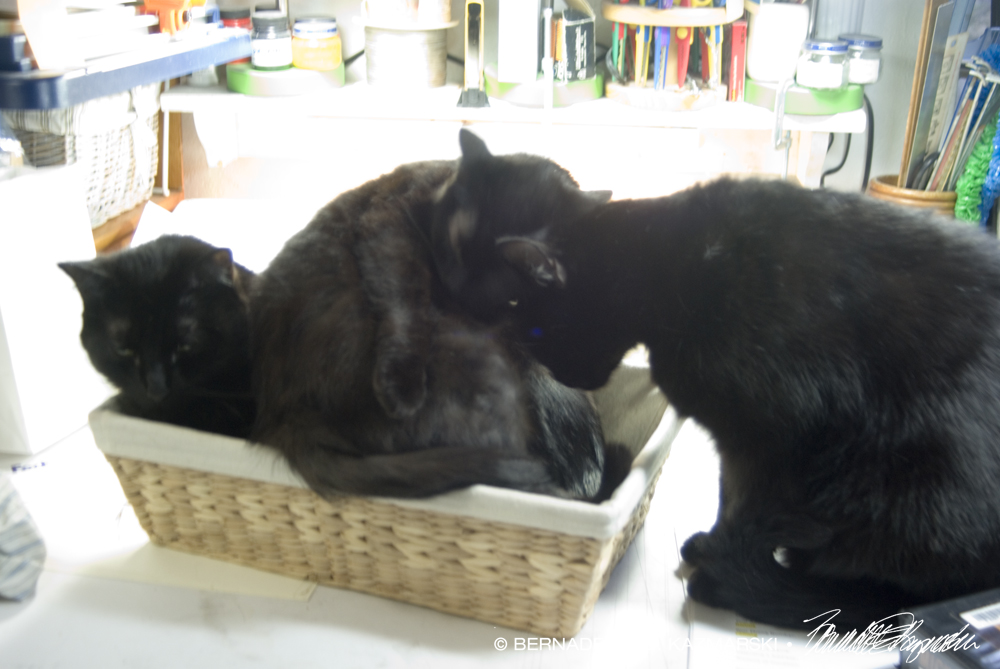 three black cats in basket
