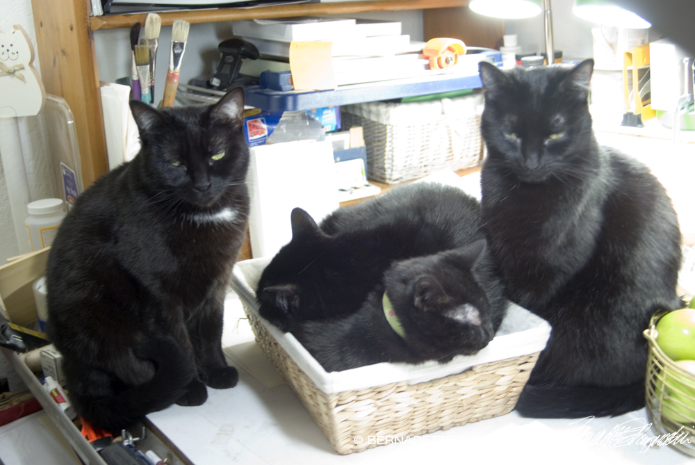 three black cats in basket