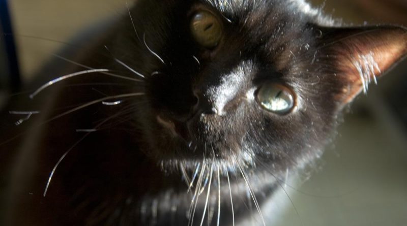Black cat in sun