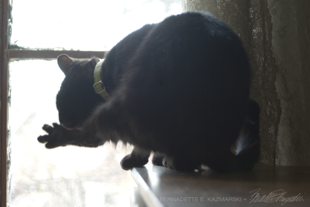 black cat bathing.