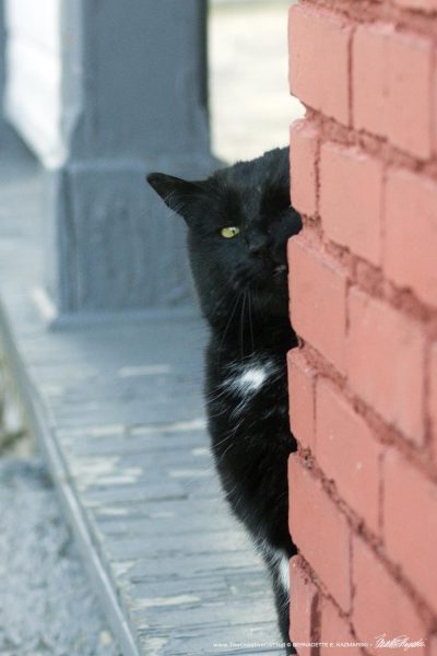 black cat on porch
