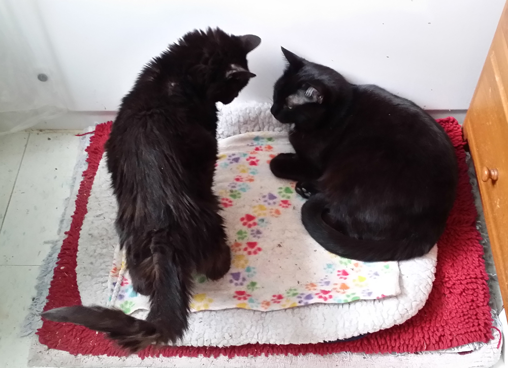 two black cats on cat bed