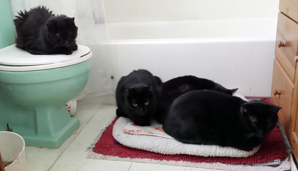 four black cats