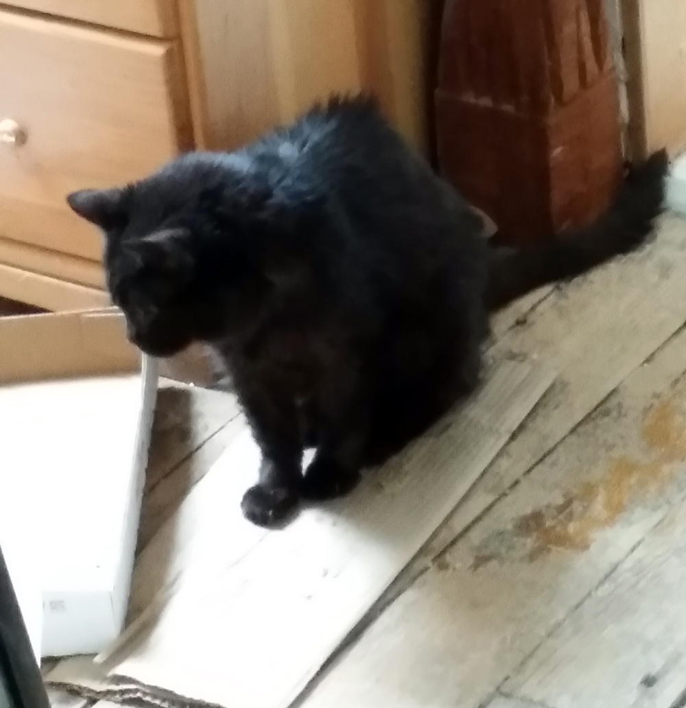 black cat on cardboard