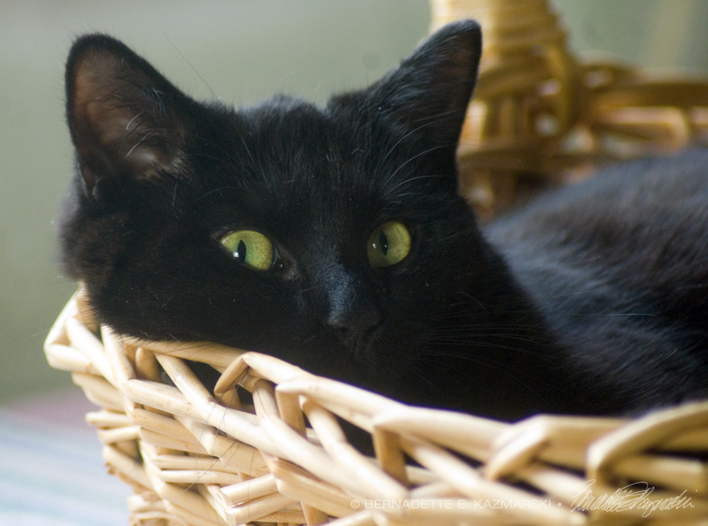 black cat in basket