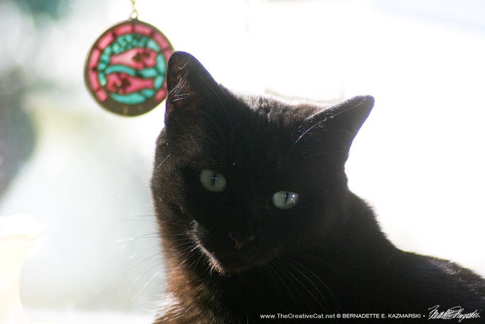 black cat with pisces ornament