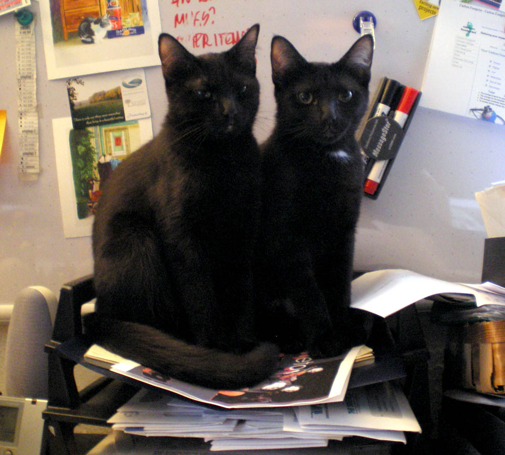two black kittens in desk bin