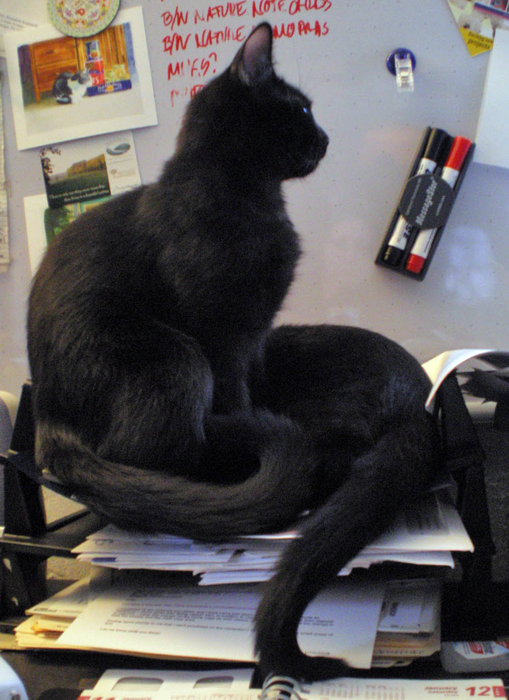 two black kittens in desk bin