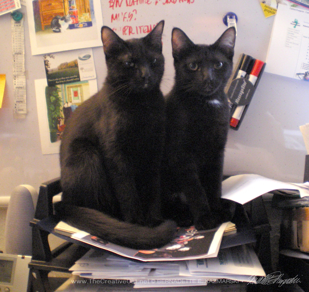 two black cats in sorting bin
