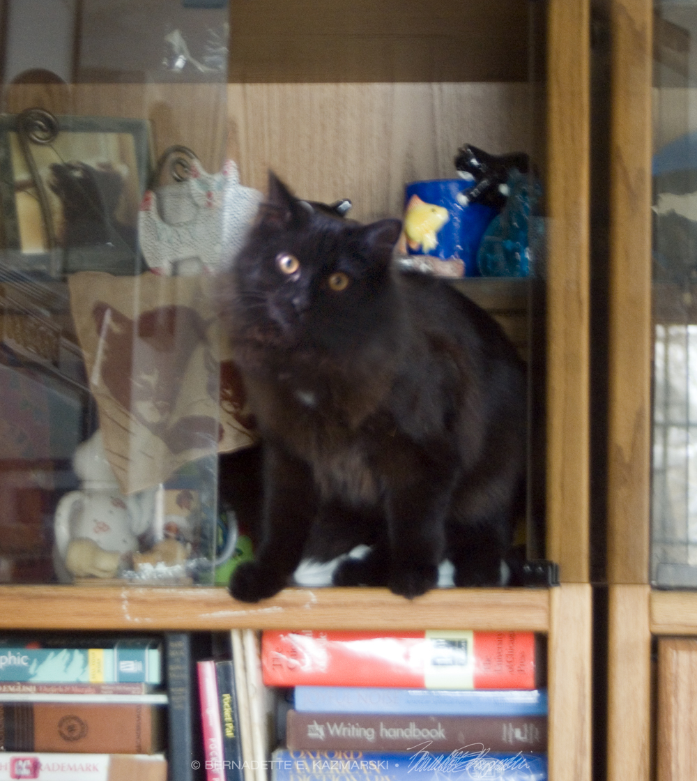 black kitten in cabinet