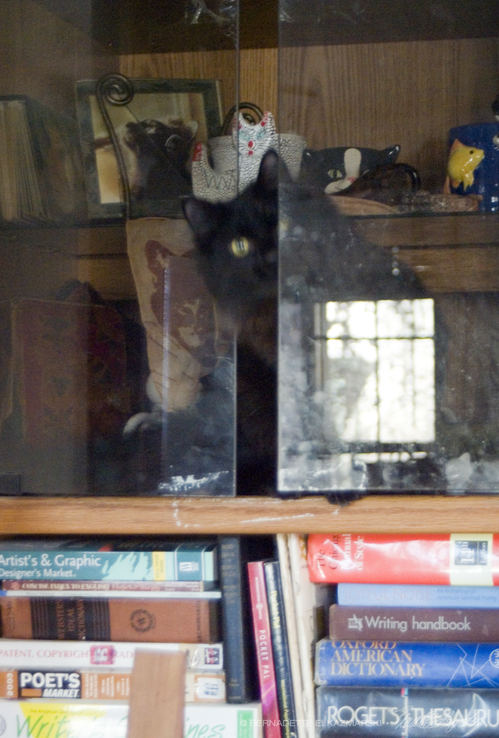 black kitten in cabinet