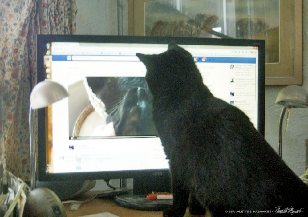 black cat watching black cat video