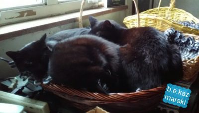 three cats in a basket