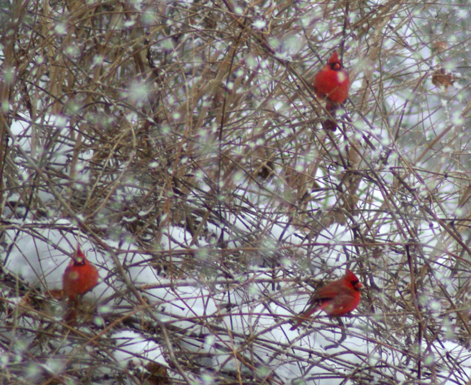 Three cardinals in a snowy forsythia.
