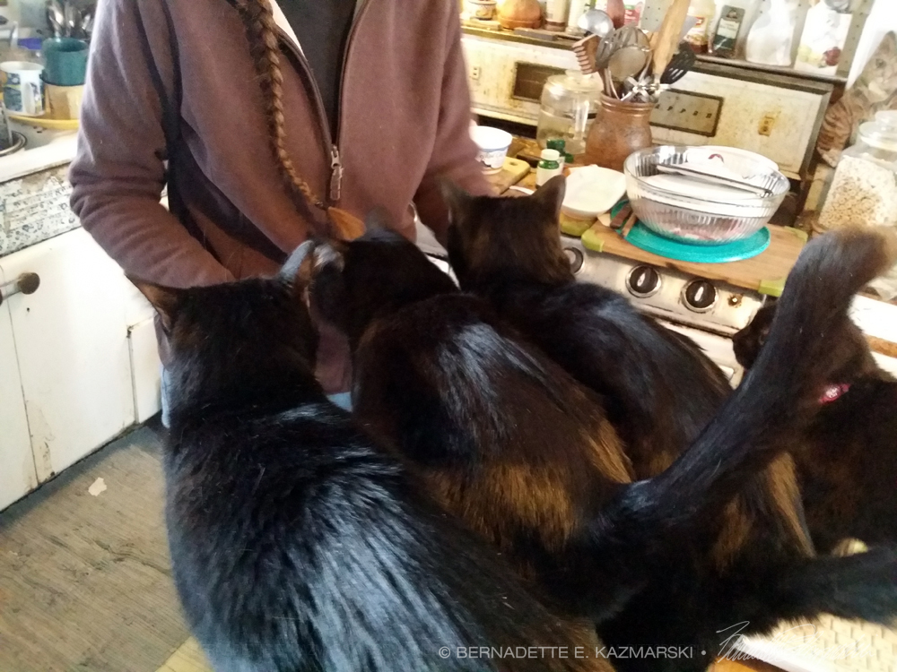 black cats getting treats