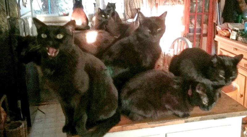 Eight black cats on Friday the 13th!