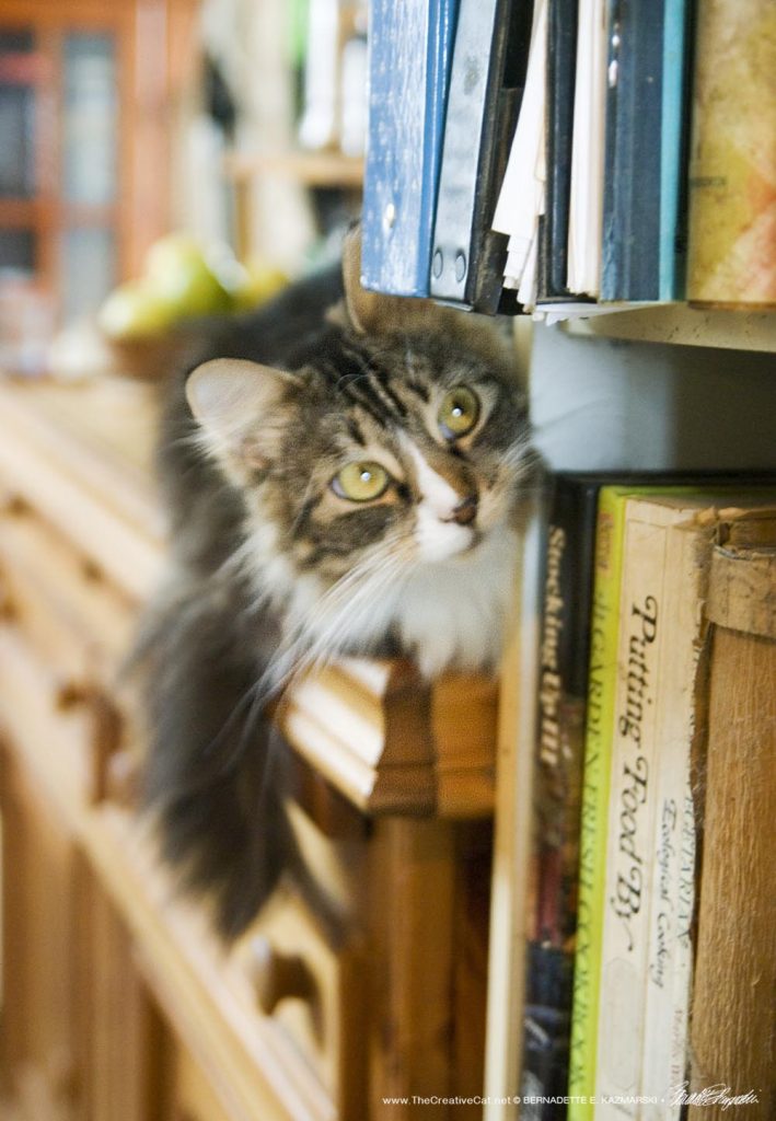 tabby and white cat looking in book shelves