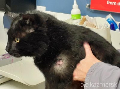 black cat with injury