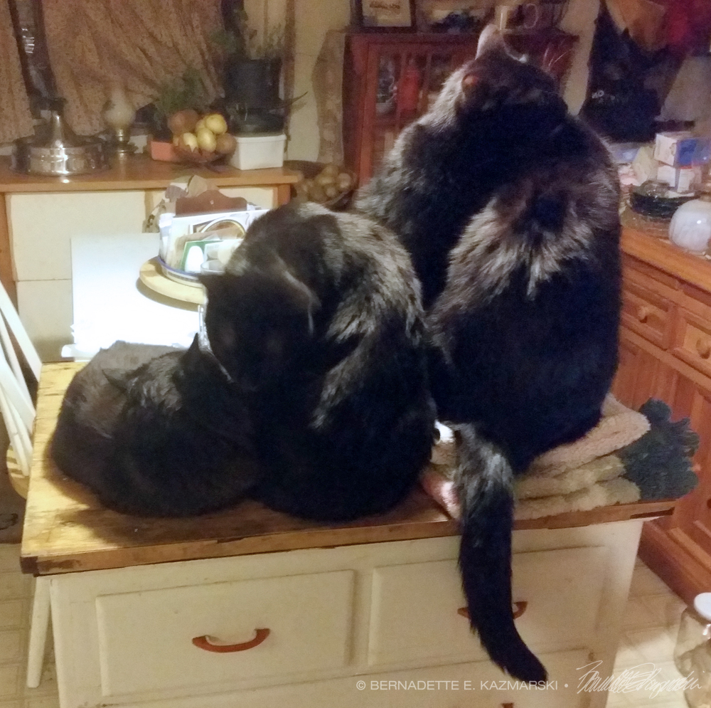 four black cats bathing