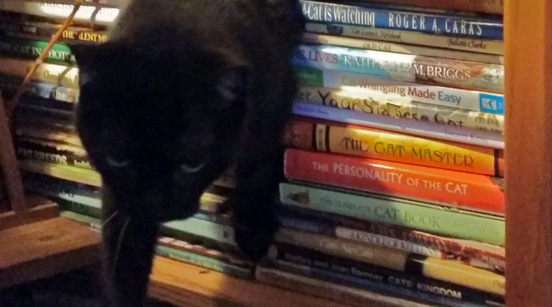 cat walking through books.
