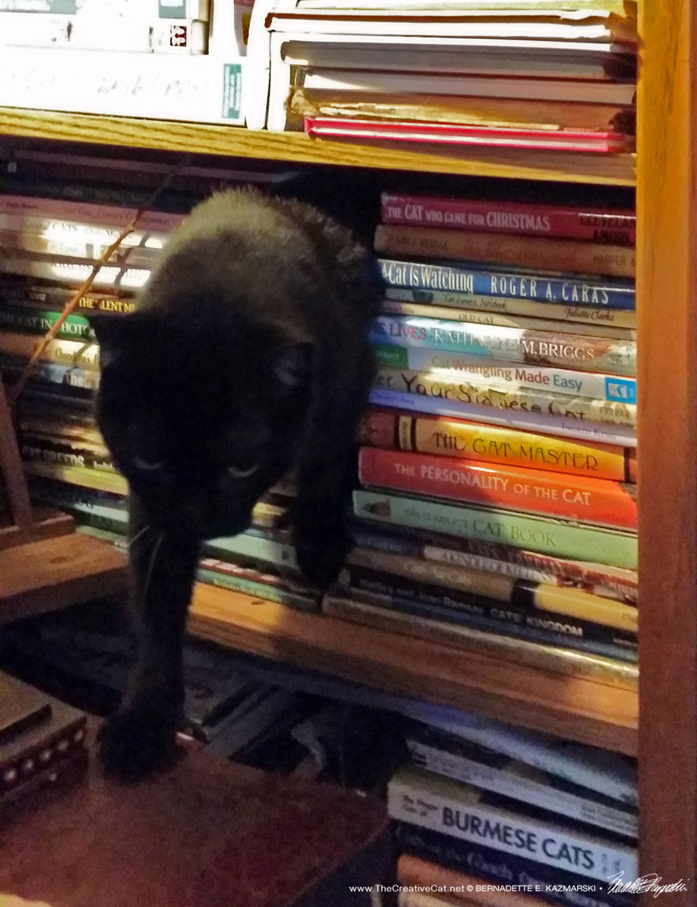 cat walking through books.