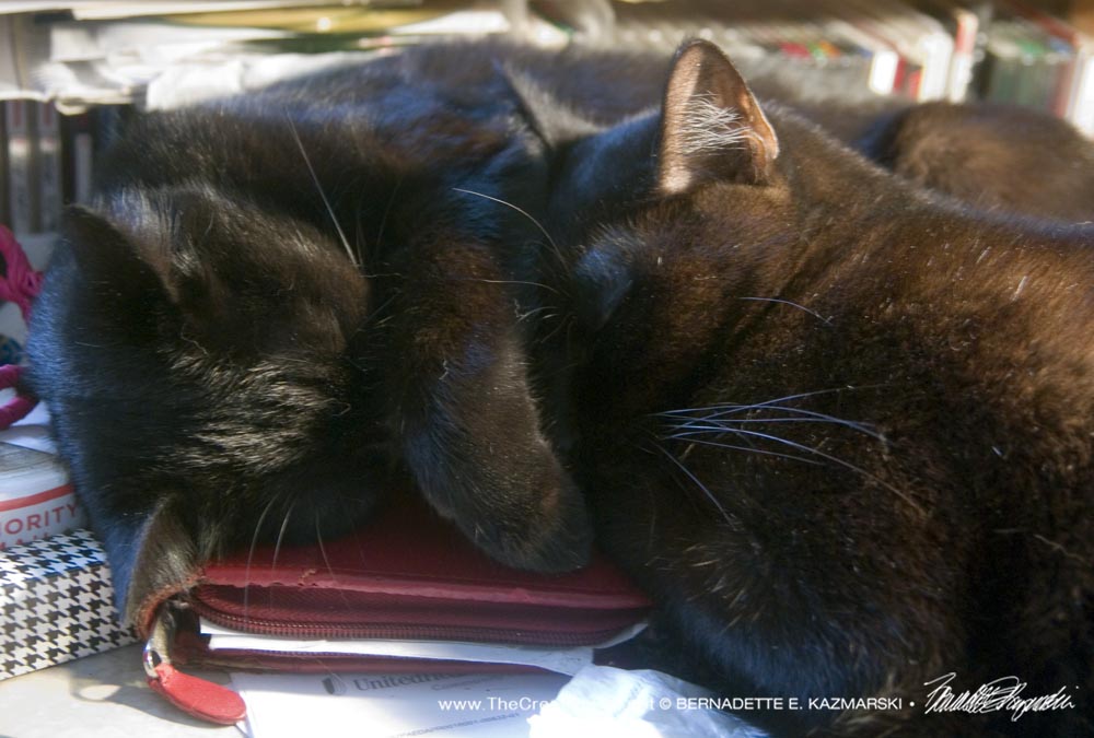 two black cats cuddling 