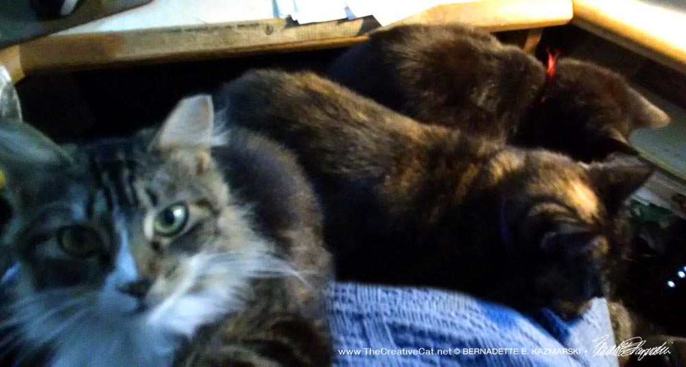 Taken over by three girl cats who want my lap.