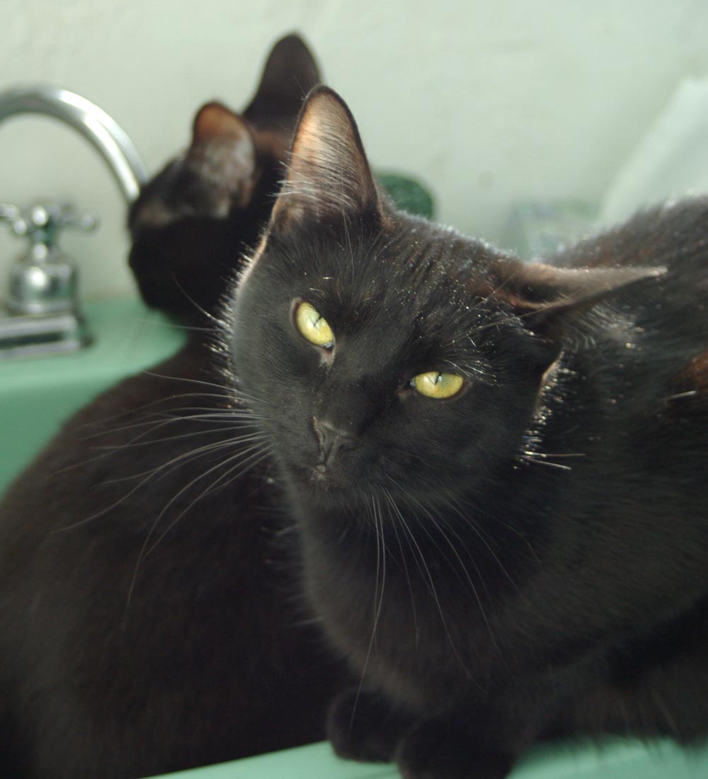 black cat with head tilt