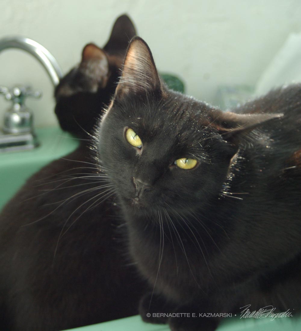 black cats in sink