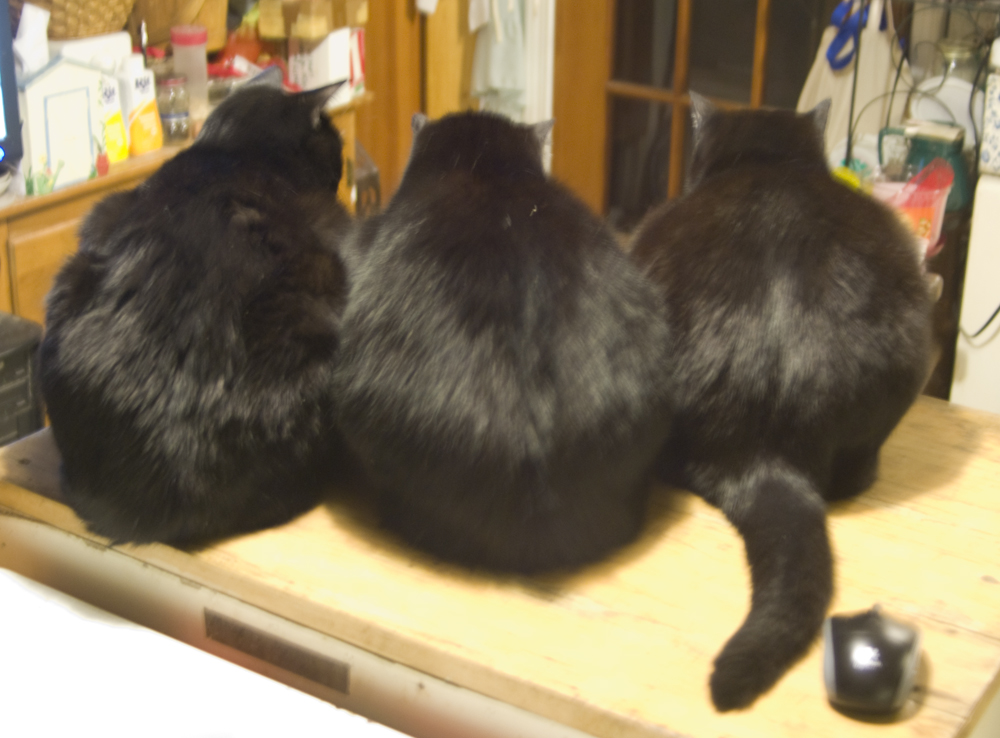 photo of three black cats from behind