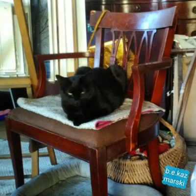 black cat on chair