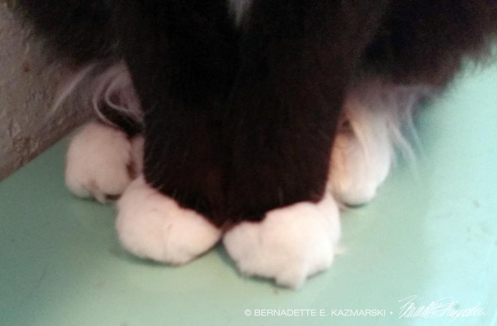 cat feet