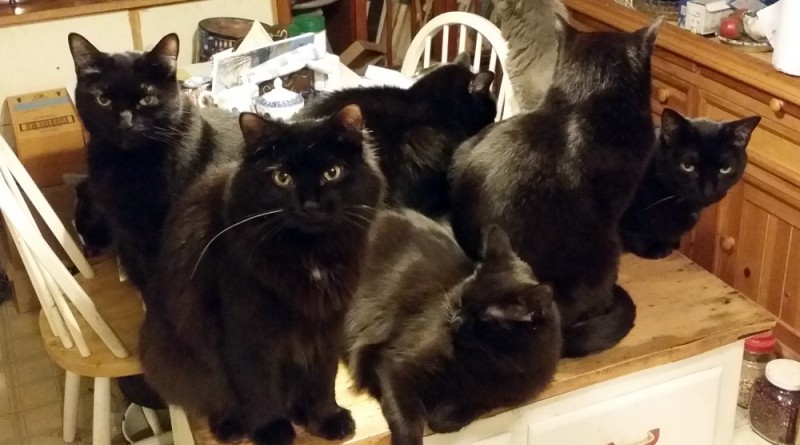 Eight cats, including Simon and Theo.