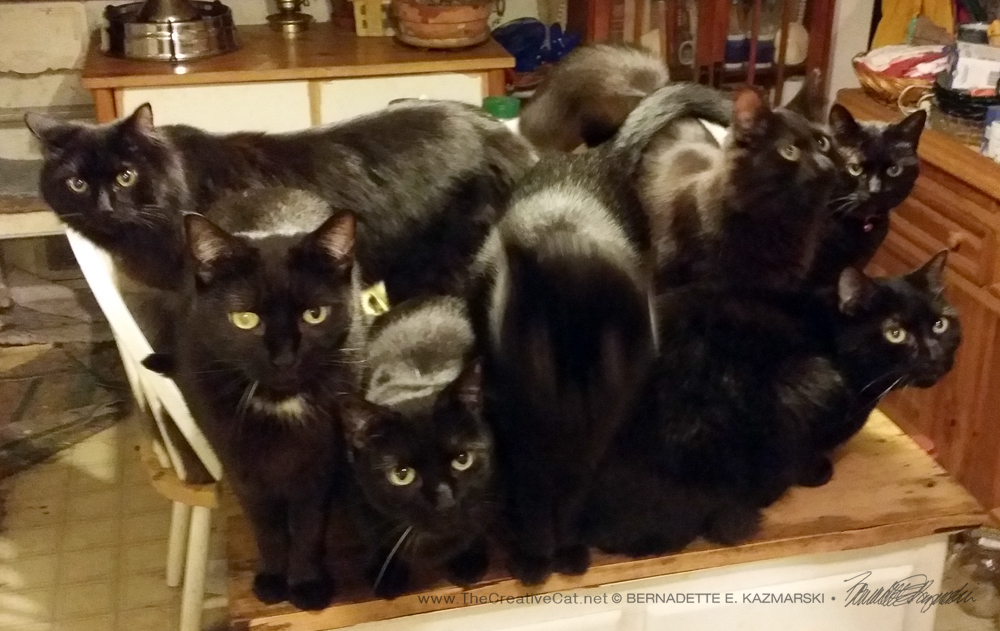 Eight cats, but you can't see Theo.