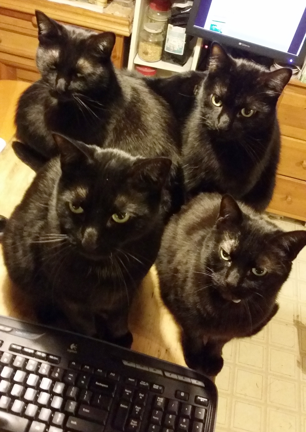 four black cats looking up