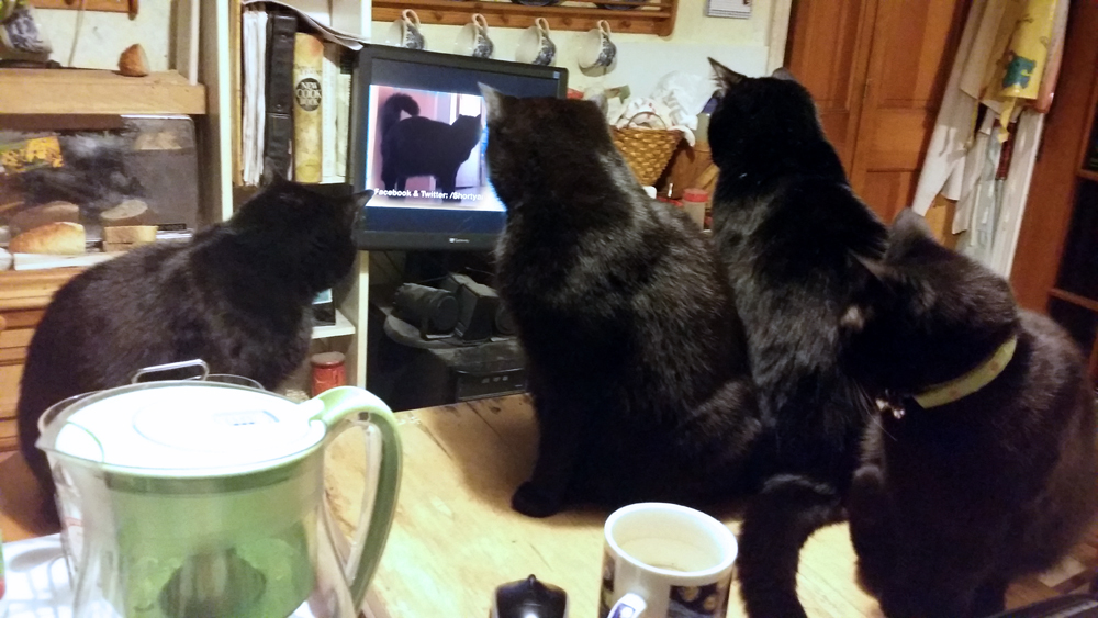 four black cats watching movie