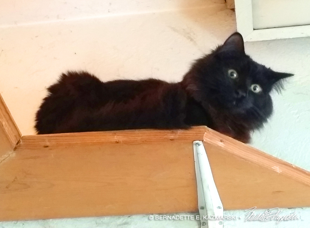 black kitten on shelf.