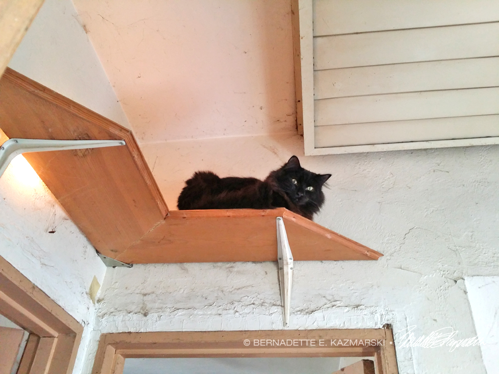 black kitten on shelf.