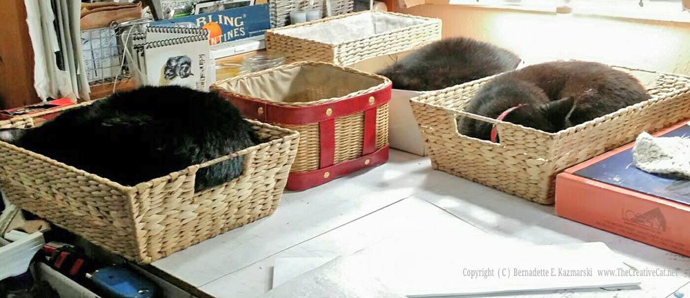 The cat loaves are rising in their baskets.