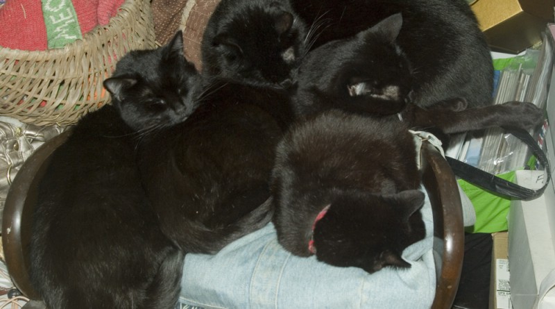 Four cats tossed onto the rocker.