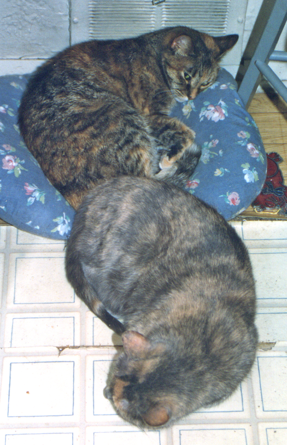 torbie and dilute tortoiseshell cats