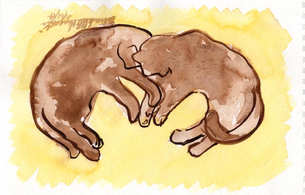 watercolor of two cats sleeping
