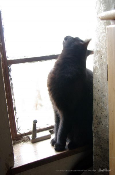 black cat looking upward