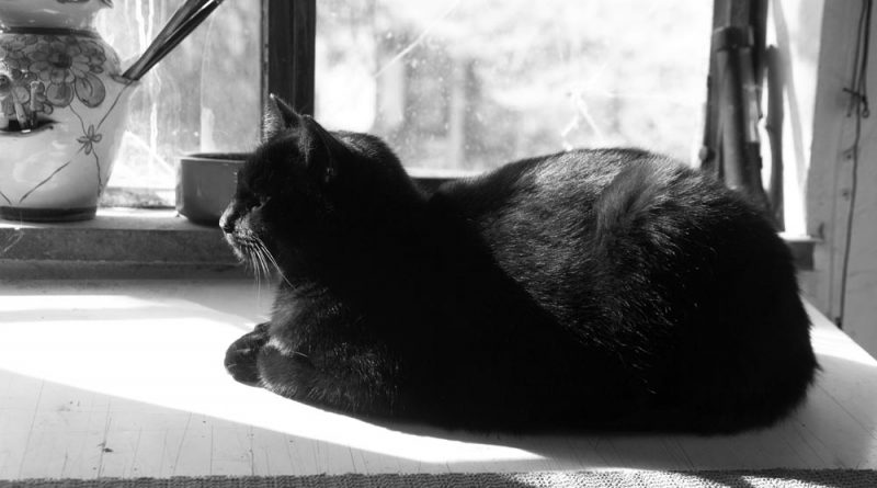 black and white photo of cat