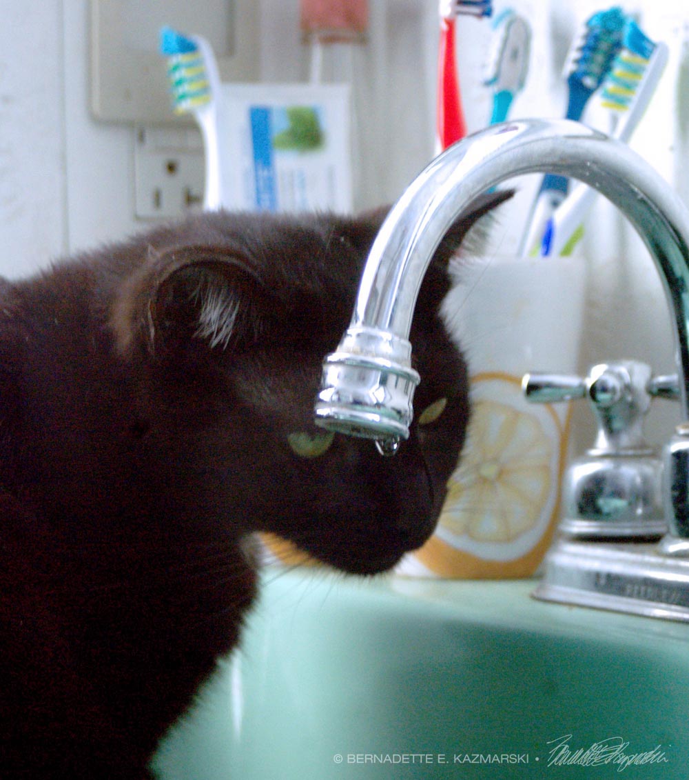 black cat in sink with faucet